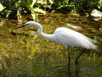 Great Egret 立川 Thu, 5/5/2022