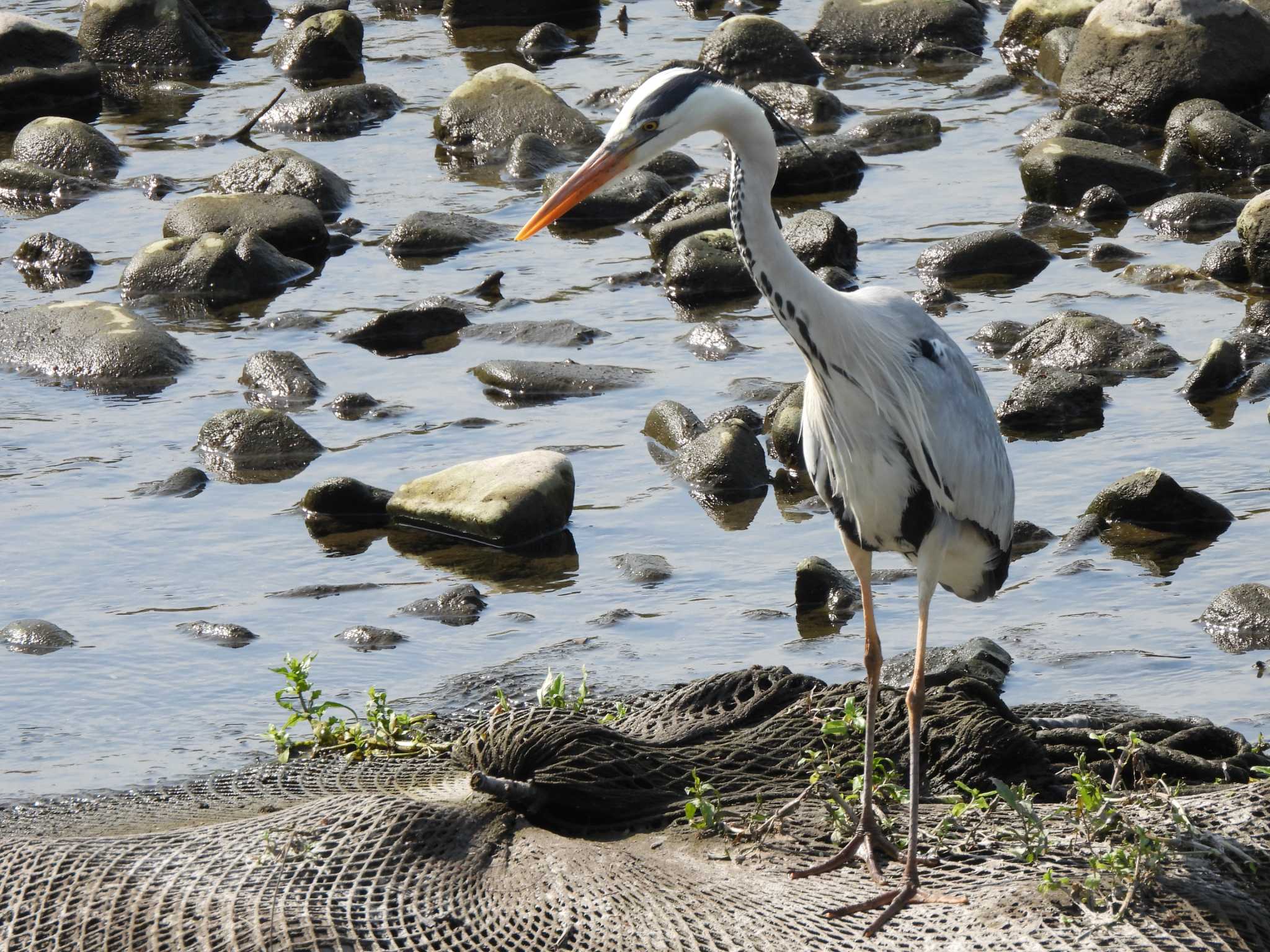 Photo of Grey Heron at 立川 by まつのすけ