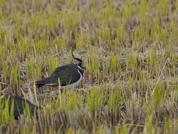 Sat, 12/2/2017 Birding report at 平塚市 北豊田