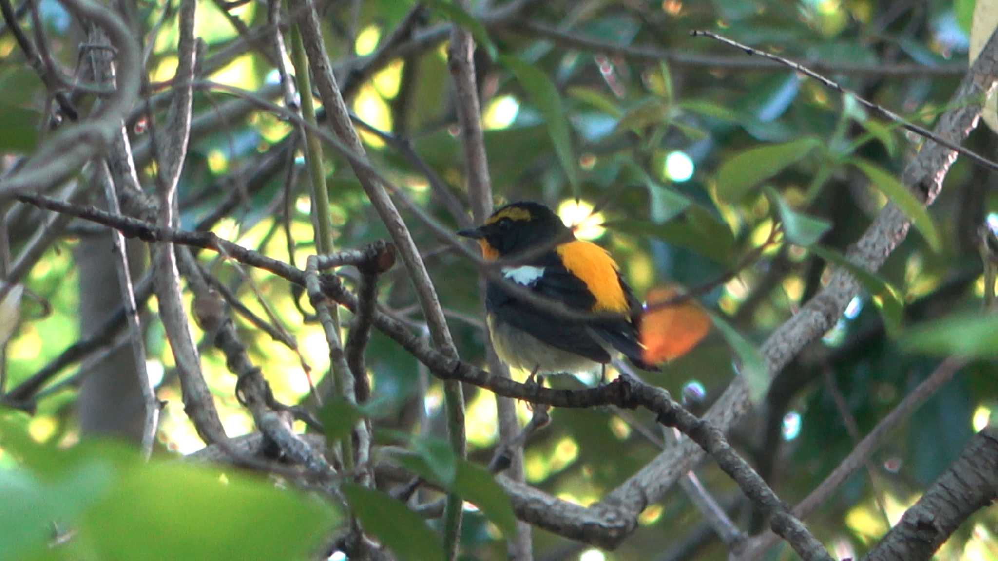 Narcissus Flycatcher