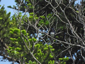 2022年5月5日(木) 早戸川林道の野鳥観察記録