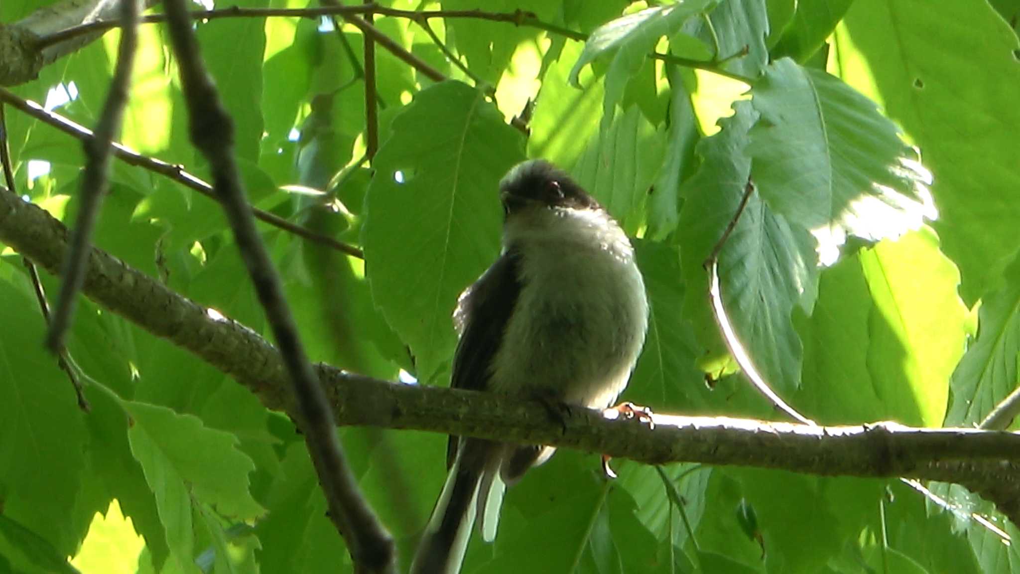 Long-tailed Tit