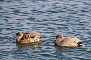 Gadwall 大津湖岸なぎさ公園 Sat, 12/2/2017