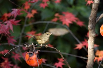 ウグイス 光が丘公園 2017年12月2日(土)