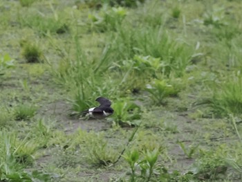 Asian House Martin 境川遊水地公園 Fri, 4/29/2022