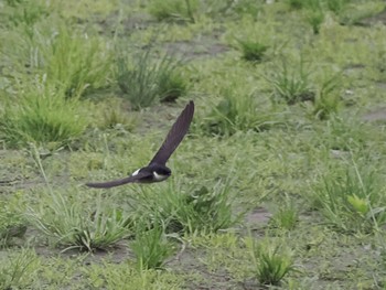 Asian House Martin 境川遊水地公園 Fri, 4/29/2022