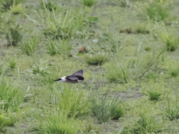 Asian House Martin 境川遊水地公園 Fri, 4/29/2022