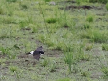 Asian House Martin 境川遊水地公園 Fri, 4/29/2022