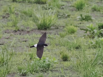 Asian House Martin 境川遊水地公園 Fri, 4/29/2022