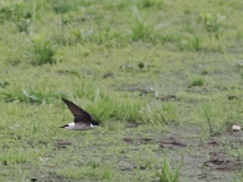 Asian House Martin 境川遊水地公園 Fri, 4/29/2022