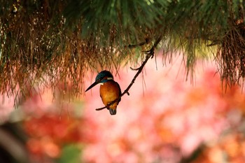 カワセミ 光が丘公園 2017年12月2日(土)