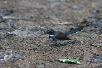 Malaysian Pied Fantail Kaeng Krachan National Park Fri, 11/24/2017