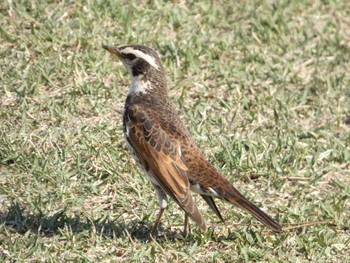 2022年4月8日(金) 吉田公園の野鳥観察記録