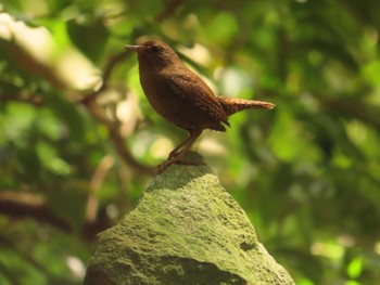 Thu, 5/5/2022 Birding report at 日向渓谷