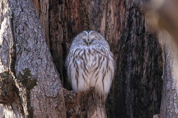 Ural Owl(japonica) Tomakomai Experimental Forest Sat, 12/2/2017