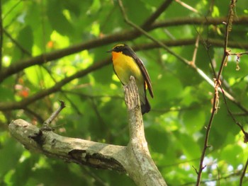2022年5月5日(木) 座間谷戸山公園の野鳥観察記録