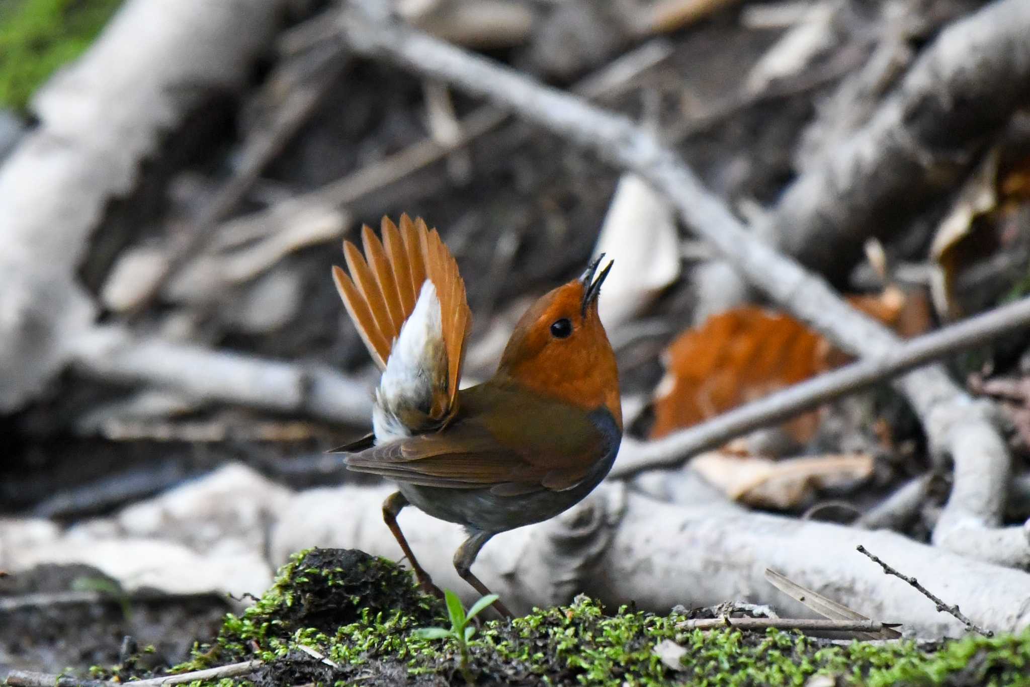 Japanese Robin