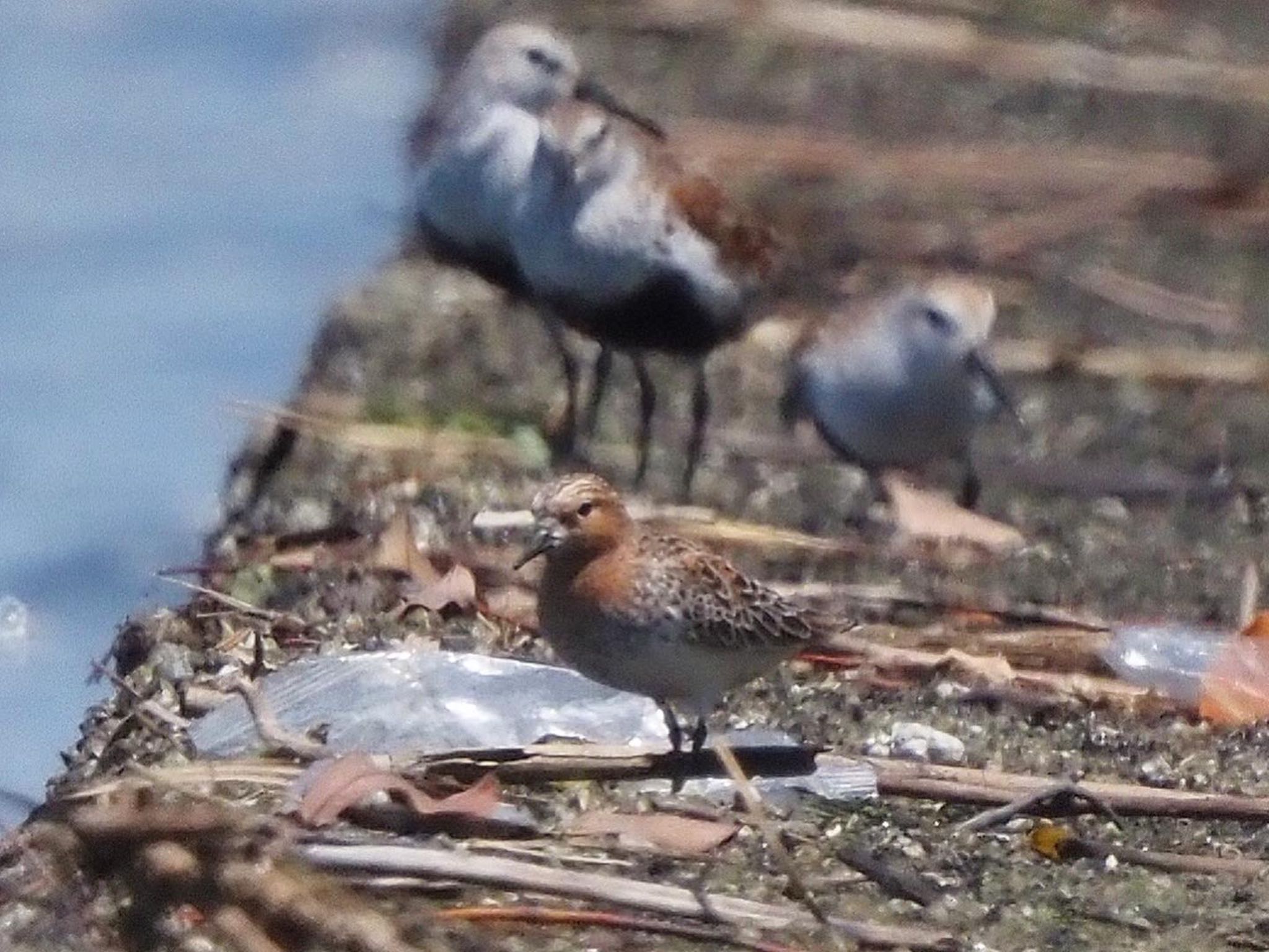 Photo of Red-necked Stint at 矢倉緑地公園 by みーちゃん