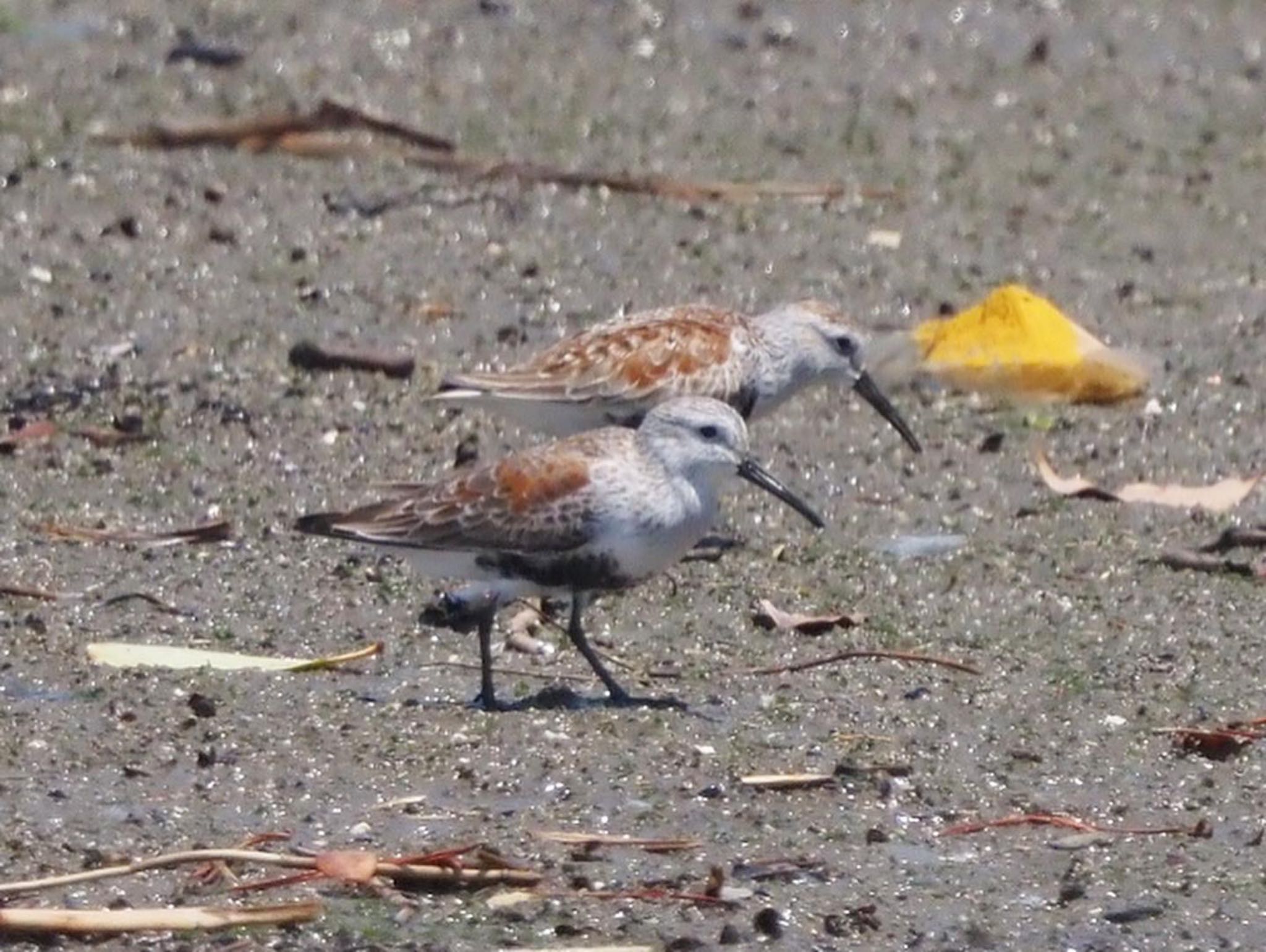 Photo of Dunlin at 矢倉緑地公園 by みーちゃん