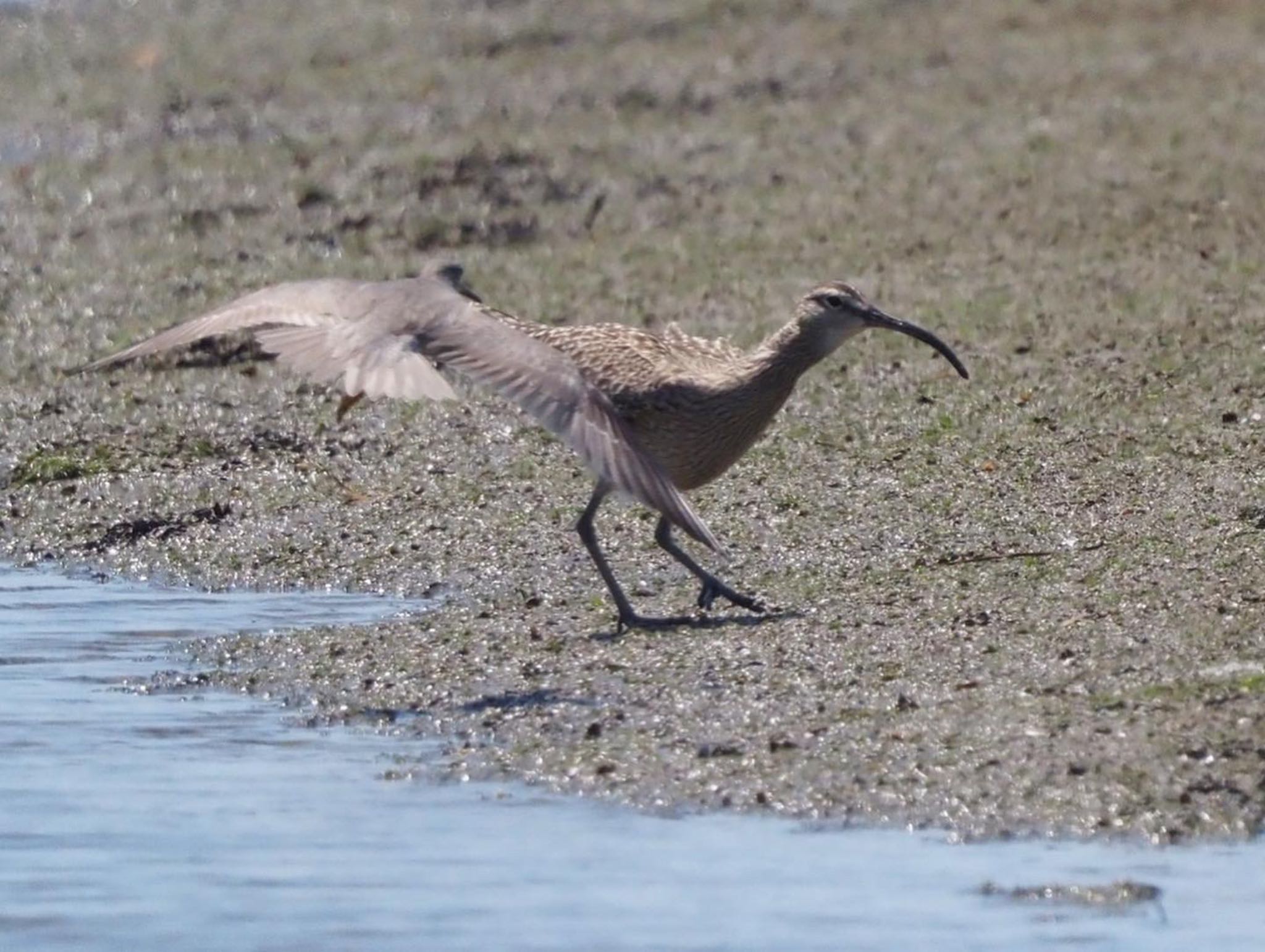 Photo of Eurasian Whimbrel at 矢倉緑地公園 by みーちゃん