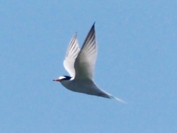 Wed, 5/4/2022 Birding report at 矢倉緑地公園