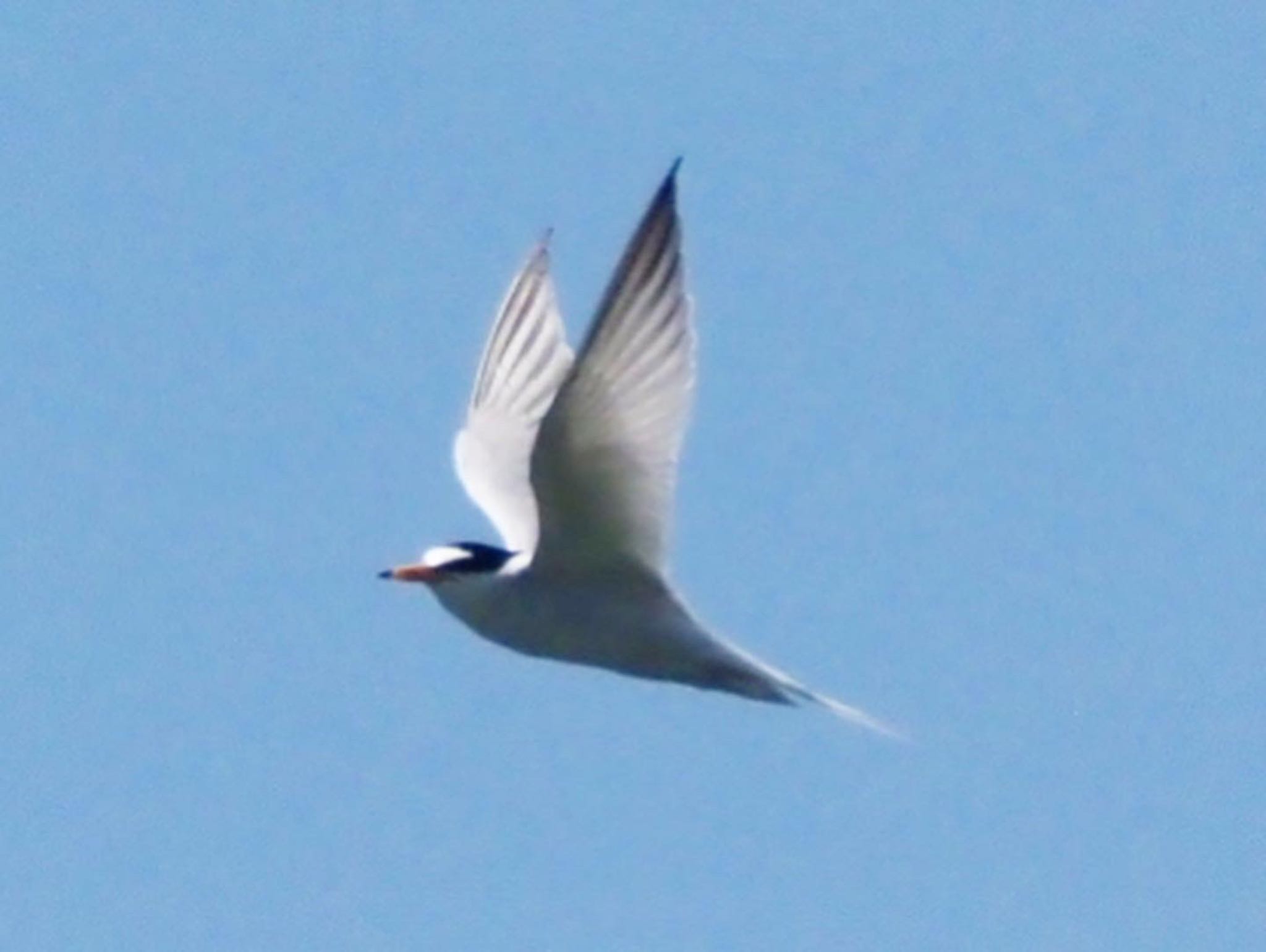 Photo of Little Tern at 矢倉緑地公園 by みーちゃん