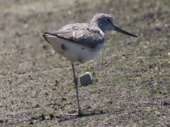 Common Greenshank 矢倉緑地公園 Wed, 5/4/2022