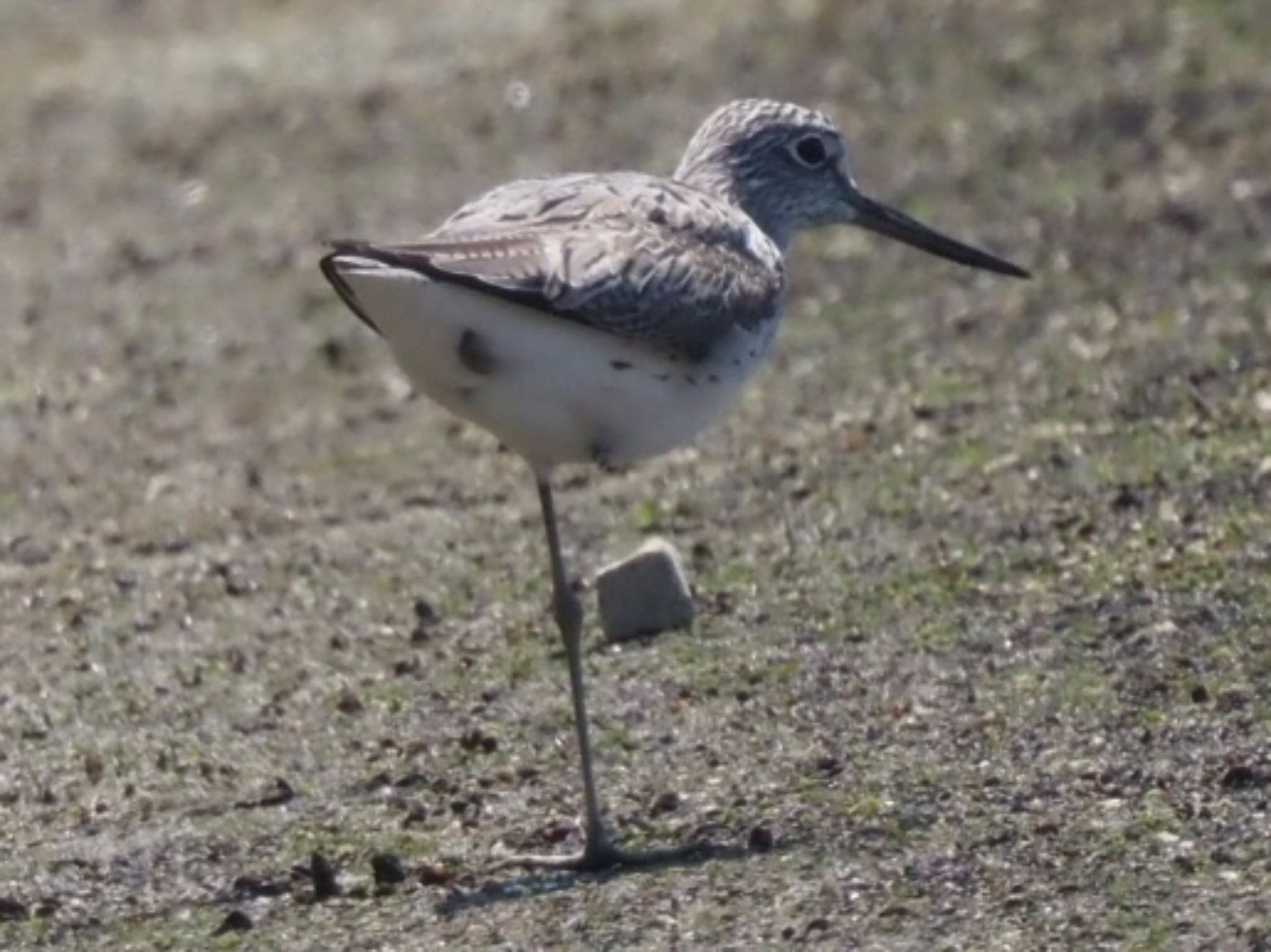 Photo of Common Greenshank at 矢倉緑地公園 by みーちゃん