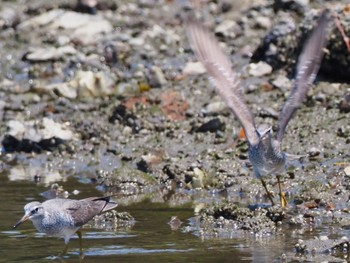 Grey-tailed Tattler 矢倉緑地公園 Wed, 5/4/2022