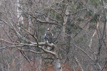 2017年12月2日(土) 滋賀県湖北野鳥センターの野鳥観察記録