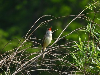 2022年5月5日(木) 水元公園の野鳥観察記録