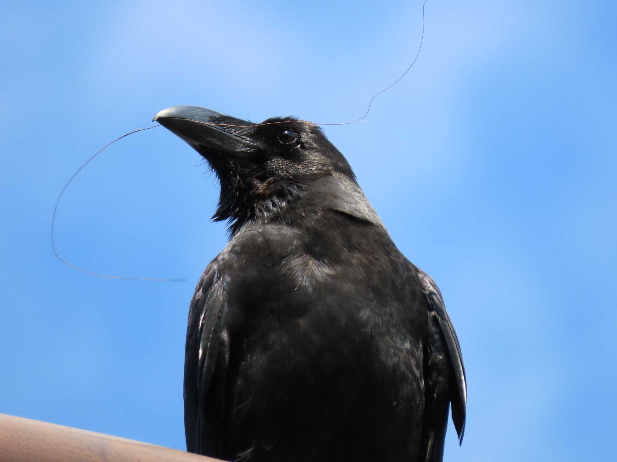 東京港野鳥公園 ハシブトガラスの写真 by のぐち