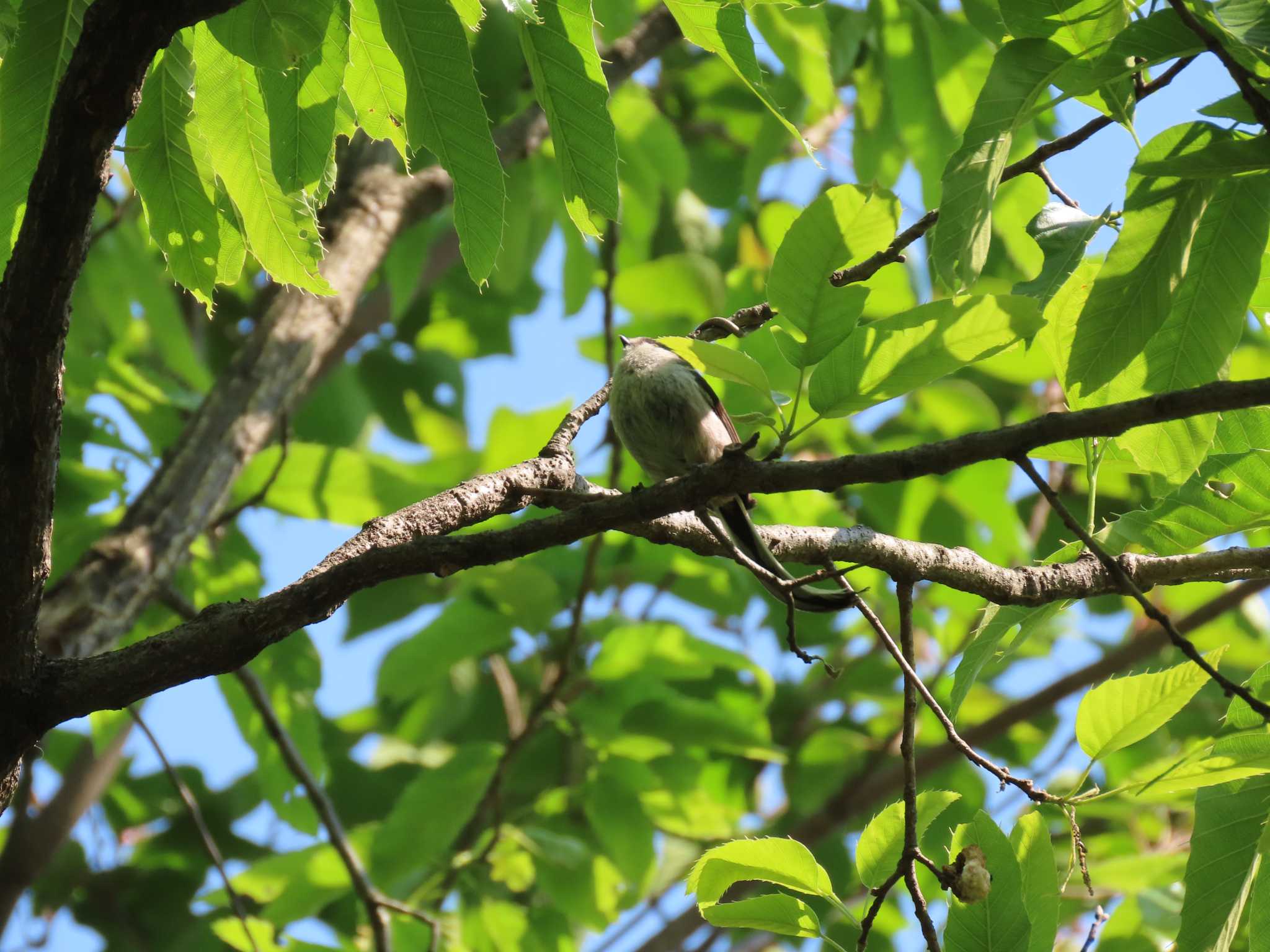 東京港野鳥公園 エナガの写真 by のぐち