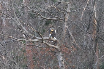 Steller's Sea Eagle 滋賀県湖北野鳥センター Sat, 12/2/2017