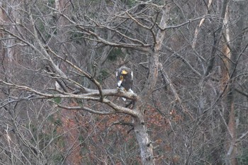 オオワシ 滋賀県湖北野鳥センター 2017年12月2日(土)