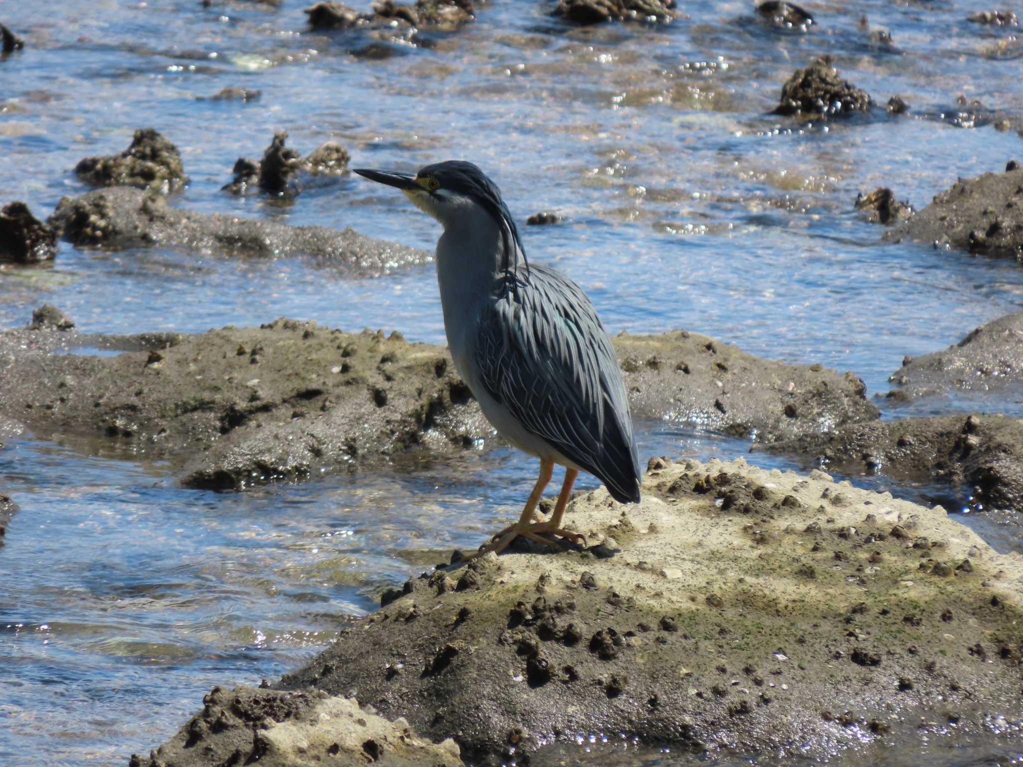 東京港野鳥公園 ササゴイの写真 by のぐち