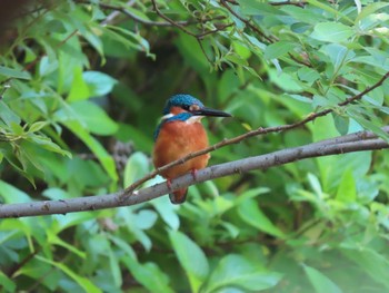 2022年5月5日(木) ギャザリアビオガーデン　フジクラ木場千年の森の野鳥観察記録