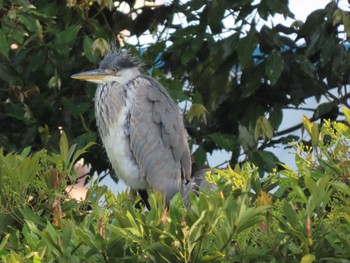 Thu, 5/5/2022 Birding report at 横十間川親水公園(東京都江東区)