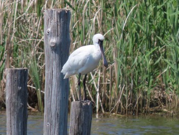 Sat, 4/30/2022 Birding report at Kasai Rinkai Park