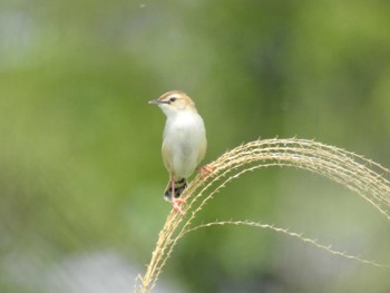 2022年5月5日(木) 多摩川二ヶ領上河原堰の野鳥観察記録