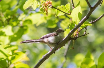 Long-tailed Tit 等々力渓谷 Tue, 5/3/2022