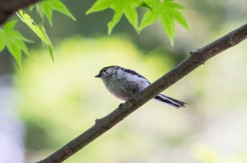 Long-tailed Tit 等々力渓谷 Tue, 5/3/2022