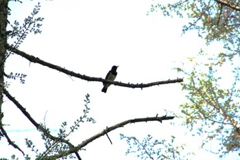 2022年5月4日(水) 居谷里湿原の野鳥観察記録