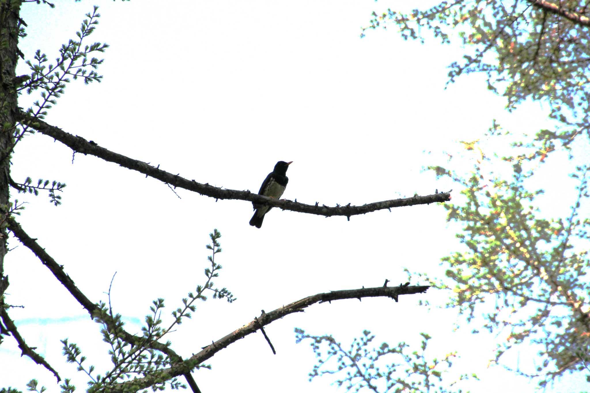 Japanese Thrush