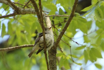 Wed, 5/4/2022 Birding report at 烏川渓谷緑地