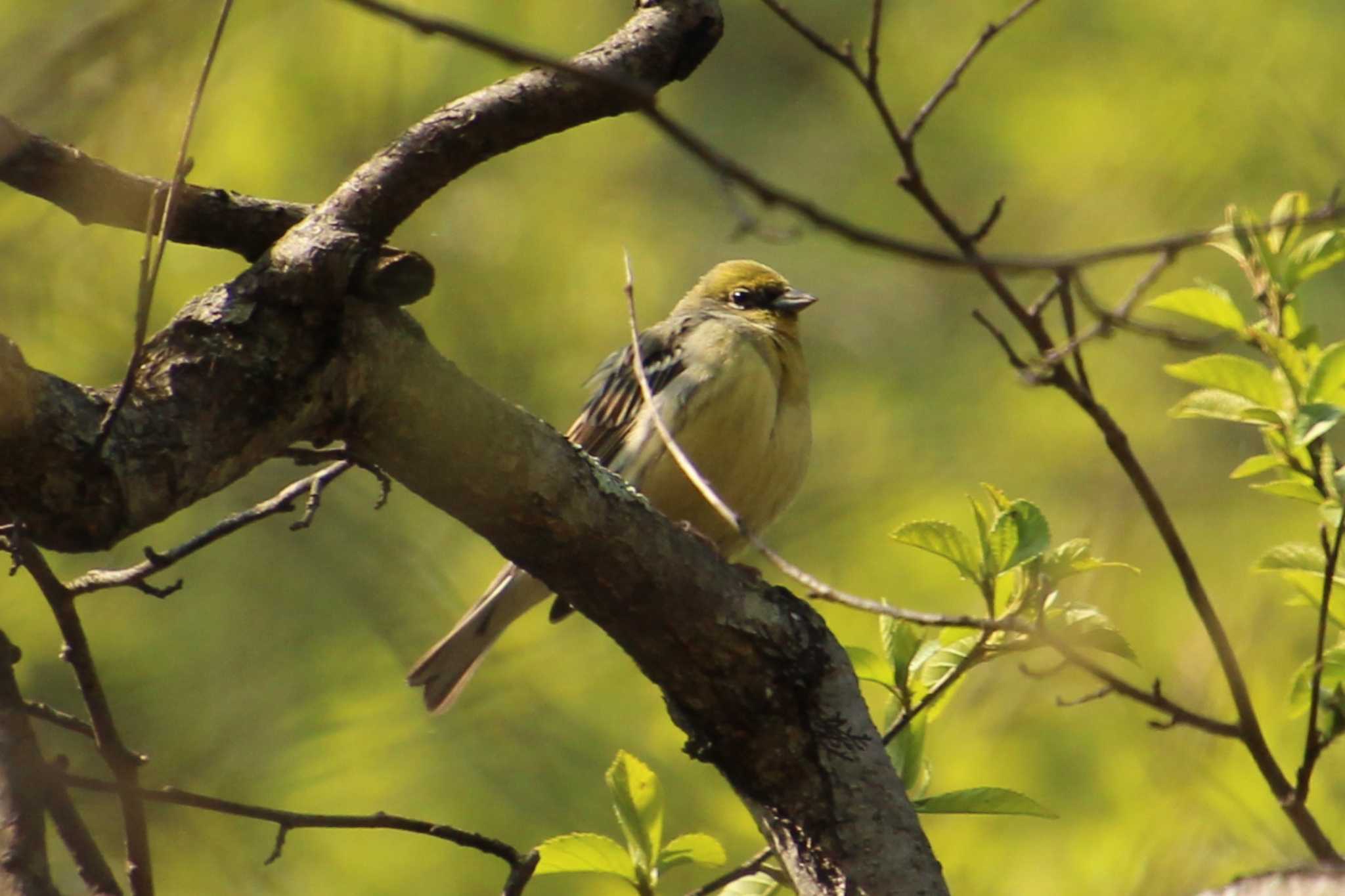 Yellow Bunting