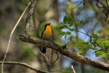 Narcissus Flycatcher 居谷里湿原 Wed, 5/4/2022