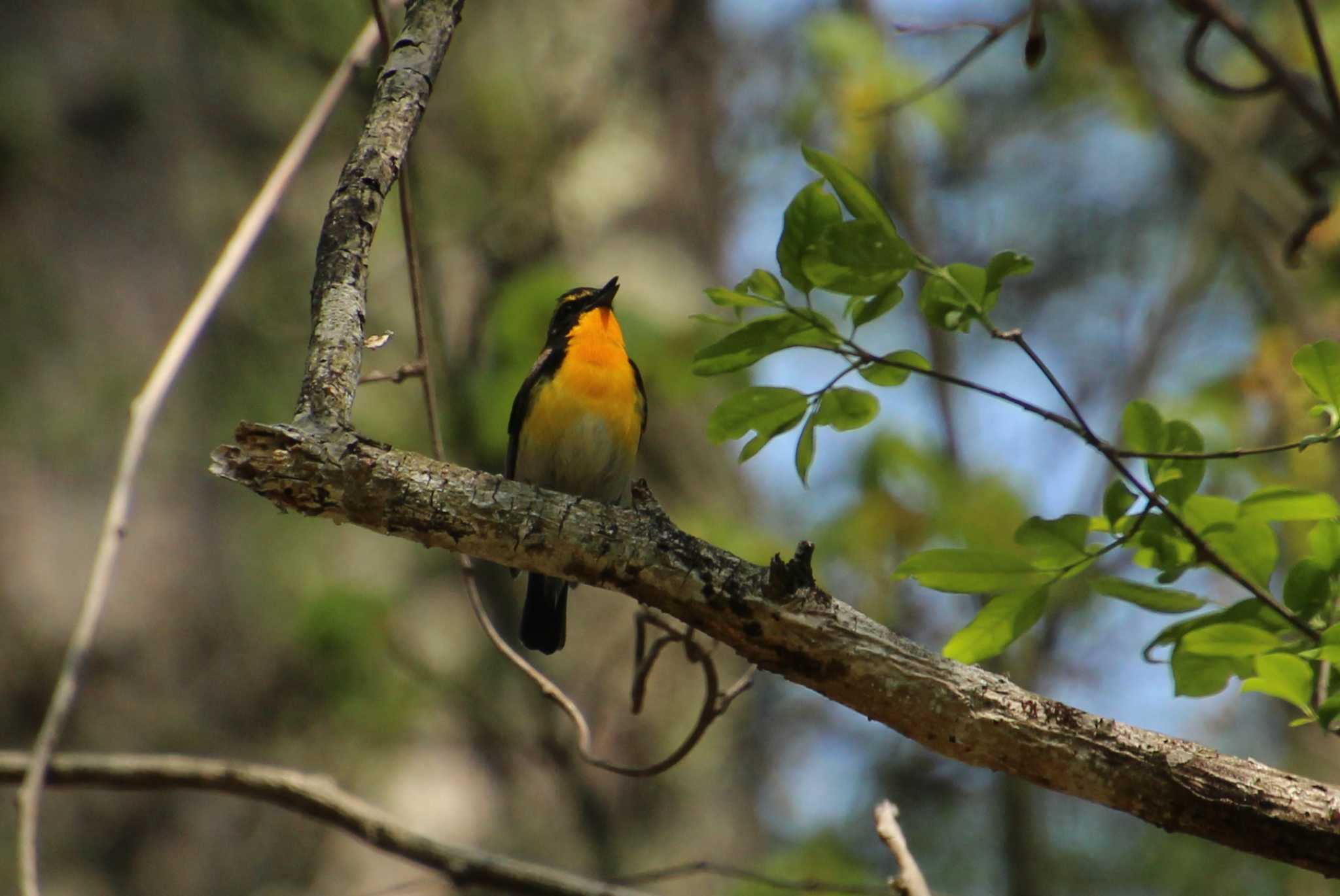 Photo of Narcissus Flycatcher at 居谷里湿原 by ゆづ