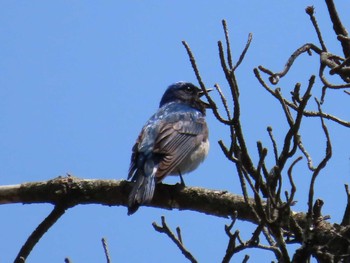 Blue-and-white Flycatcher 烏川渓谷緑地 Wed, 5/4/2022