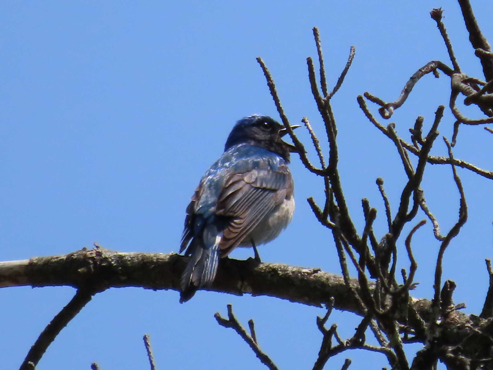 Blue-and-white Flycatcher